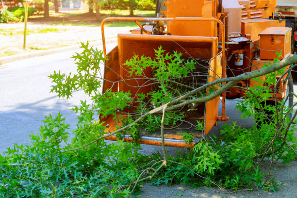 Best Professional Tree Care  in USA